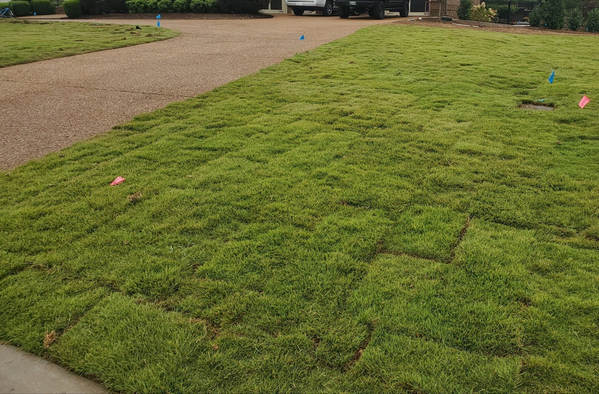Zoysia Grass Zoysia Grass for Lawn Smyrna, TN