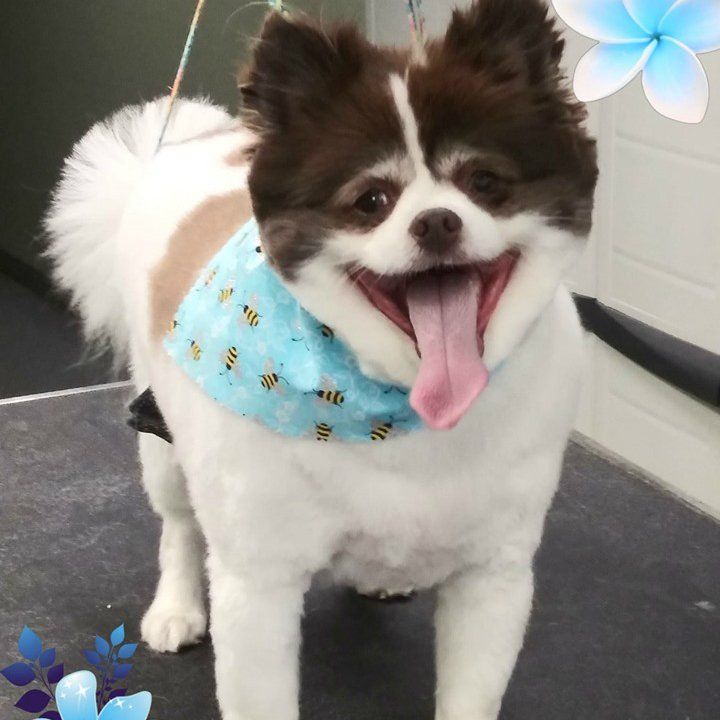 Learn More About Oral Hygiene Dog with clean teeth