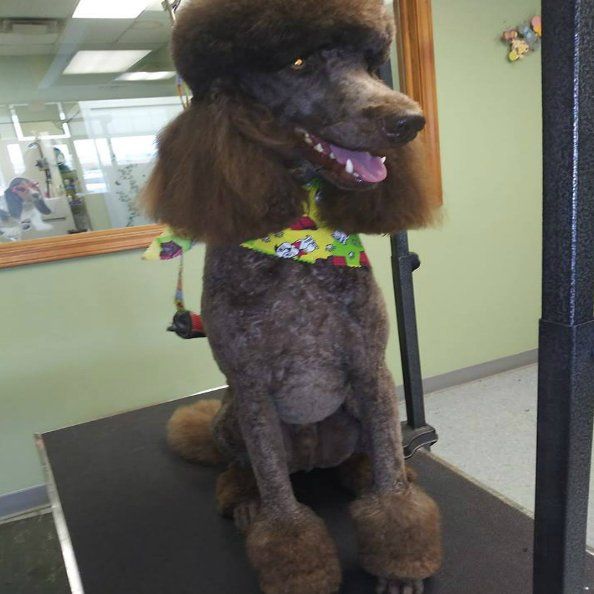Learn More About Specialty Cuts Two brown dogs
