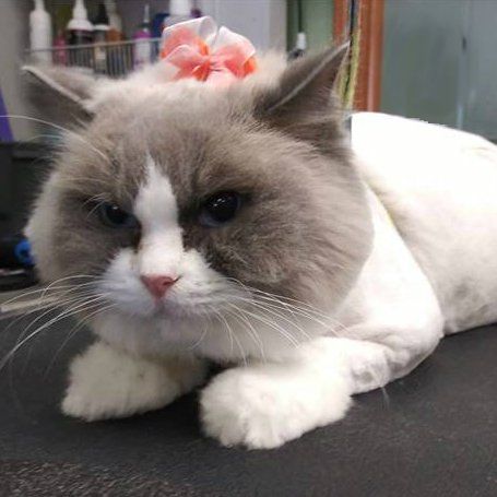 Learn More About Cat Grooming Newly groomed light brown cat