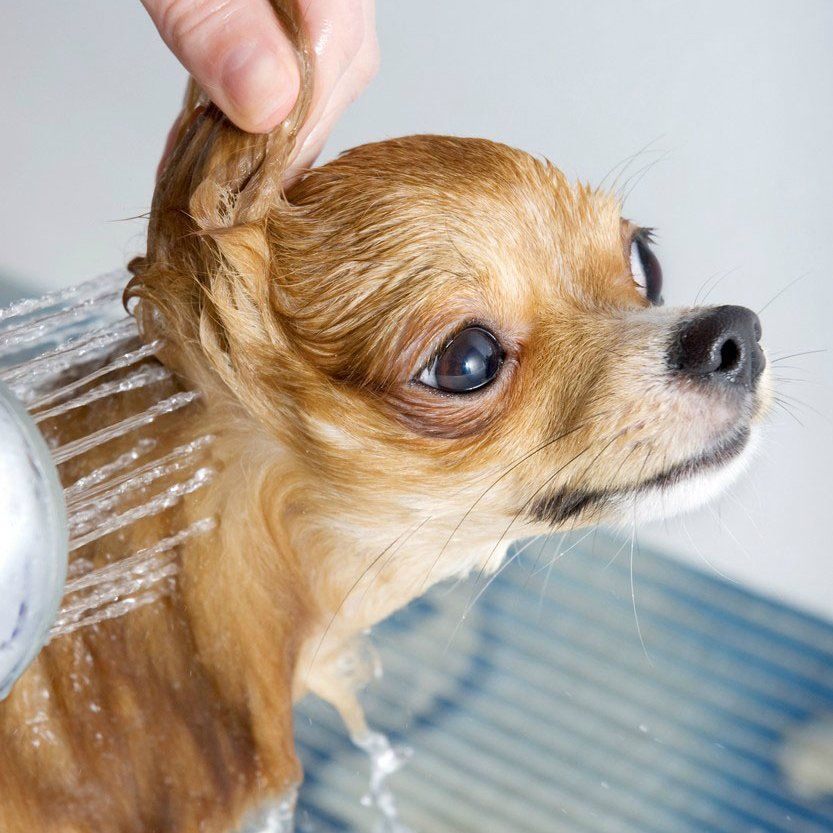 Learn More About Specialty Baths Clean dog with pink ribbon and dress