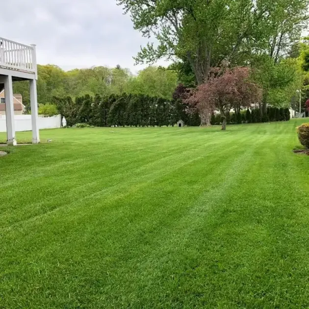 A wide, green lawn stretches toward a row of tall pine trees and deciduous trees under a cloudy sky, near a house deck.