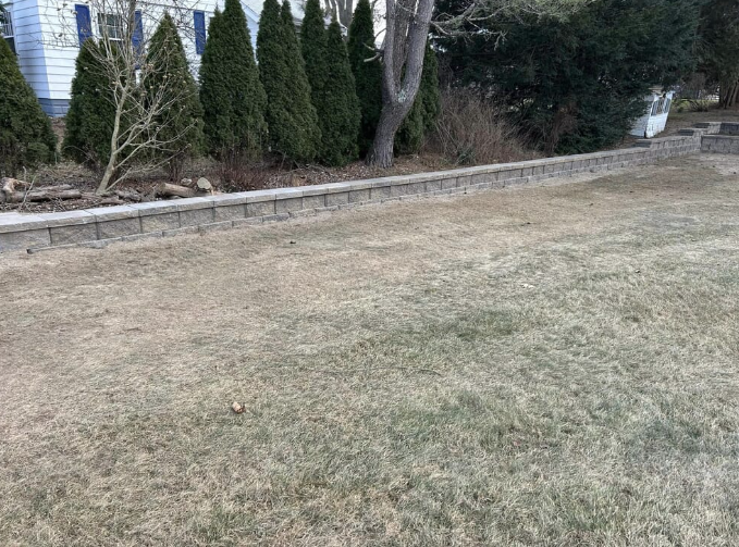 A lawn with a retaining wall and evergreen trees in the background.