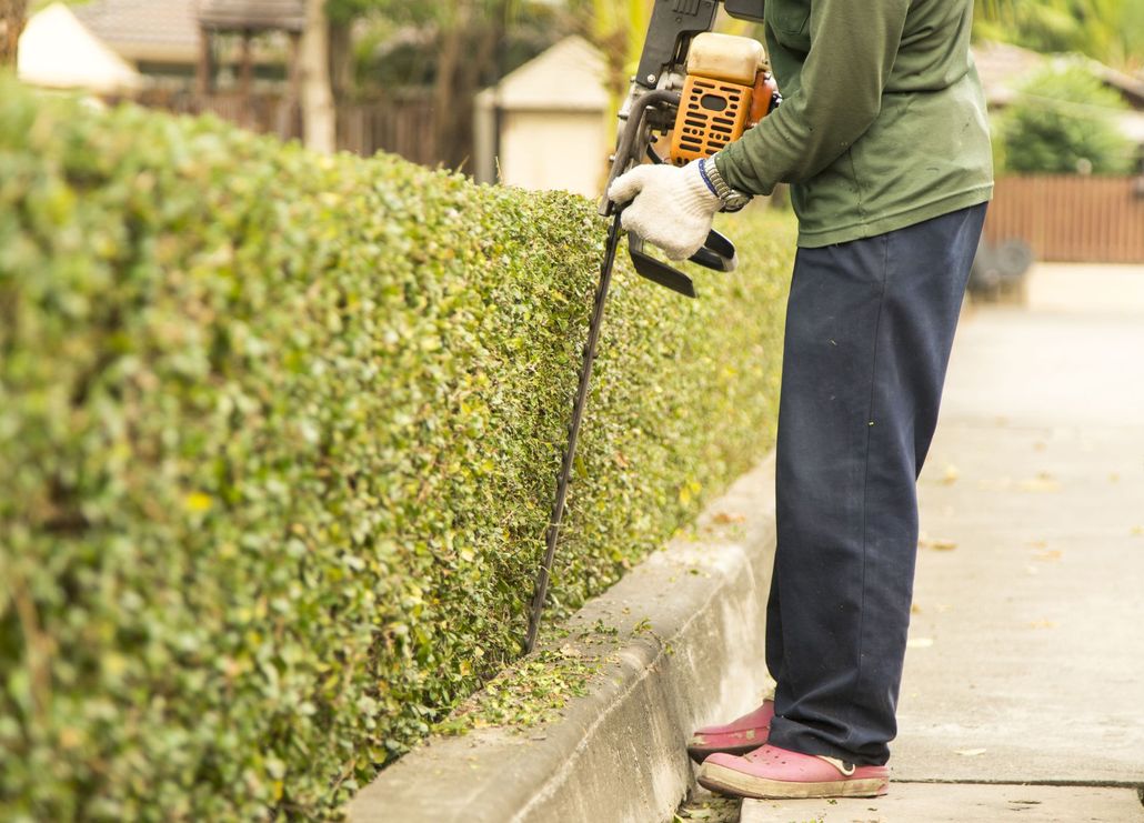 A person in a green shirt and blue pants uses a power hedge trimmer to trim a dense green hedge along a concrete sidewalk.