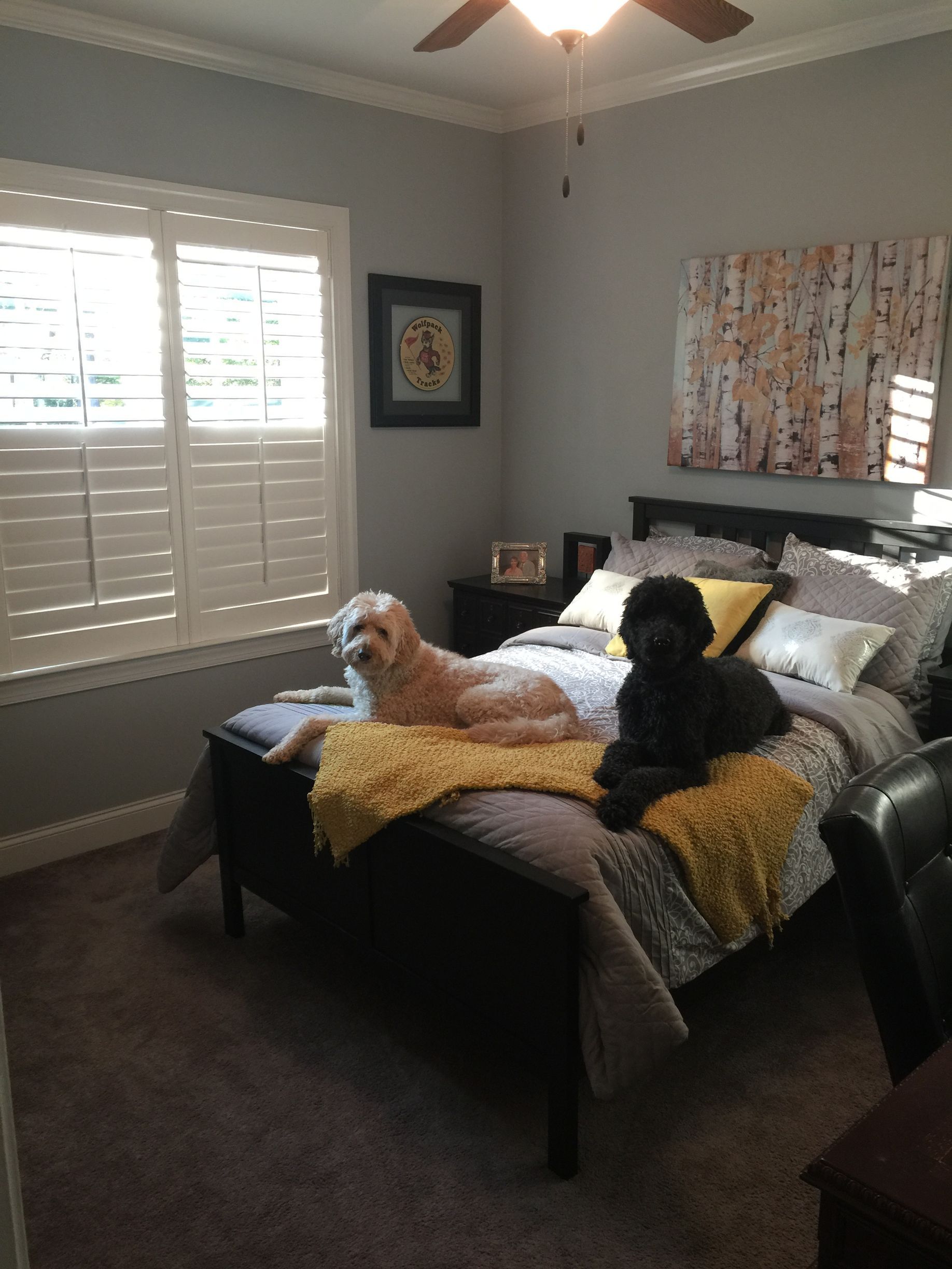 Two dogs on a bed in a bedroom; one cream-colored, one black. Gray walls, yellow blanket, window shutters.
