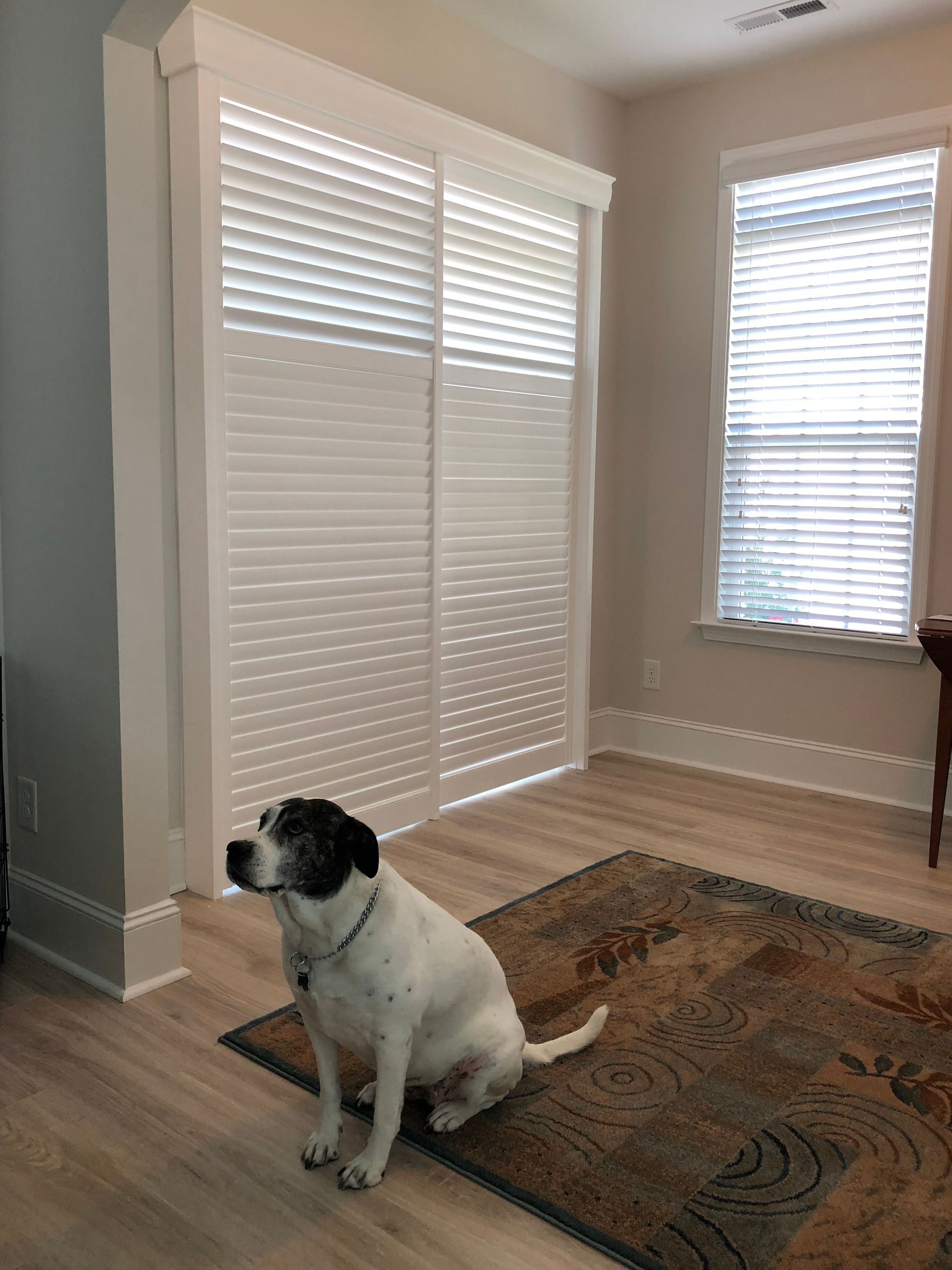 Dog sits on rug, looking up. White blinds cover a sliding door and a window. Pale-colored walls and floor.