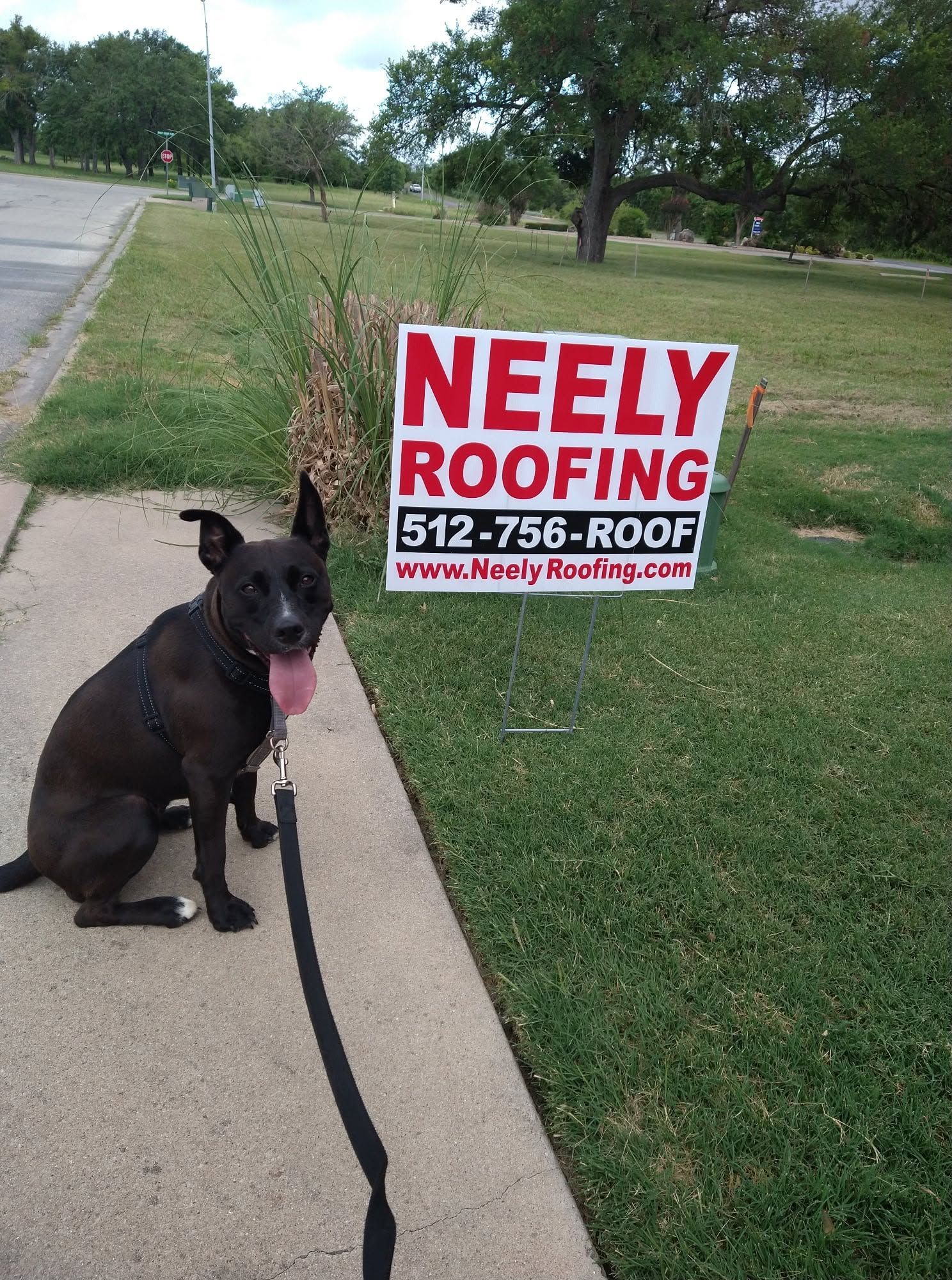 Black dog on sidewalk beside a Neely Roofing yard sign in a grassy area