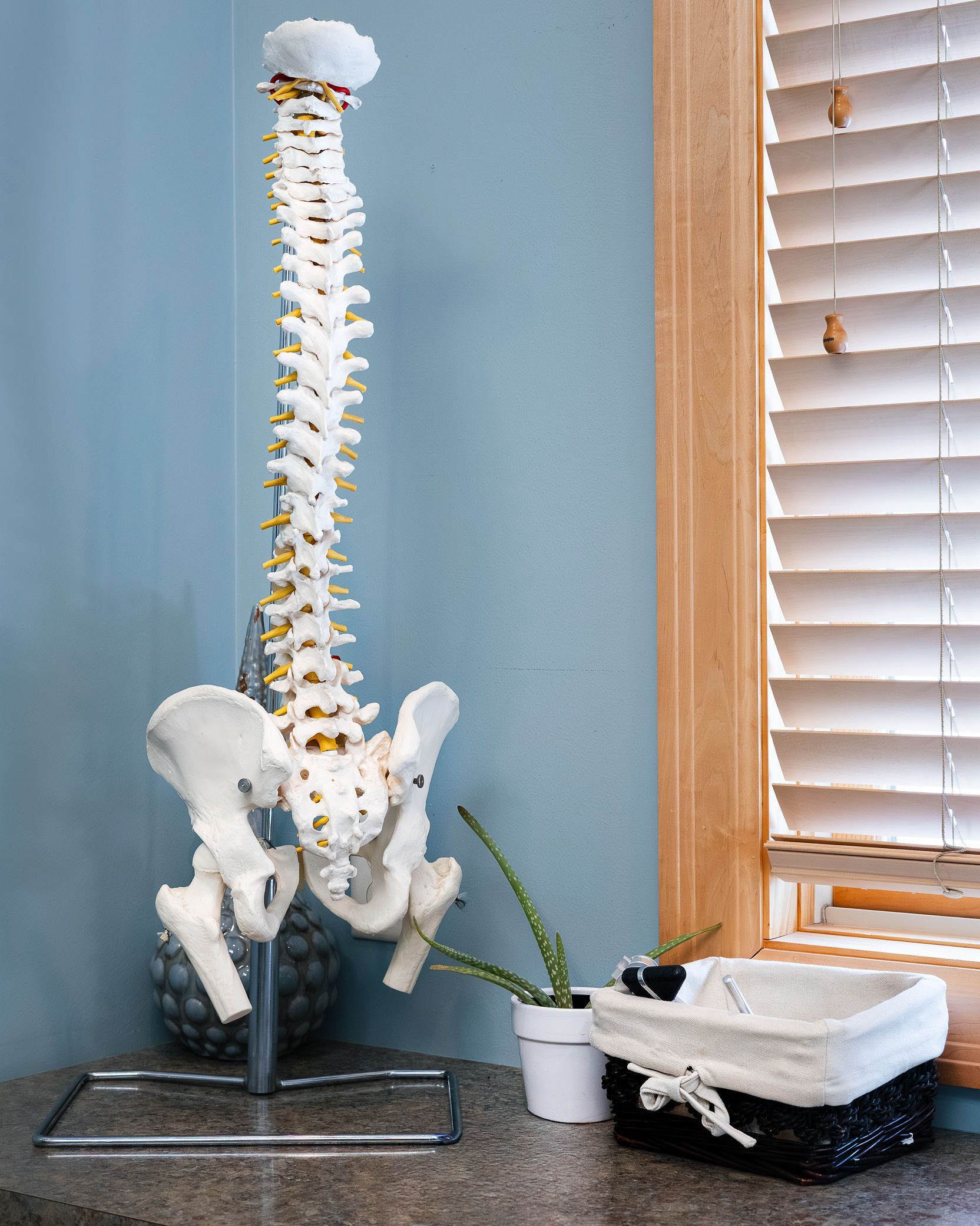 Spine model on stand next to a window with blinds, and a small potted plant on a counter.