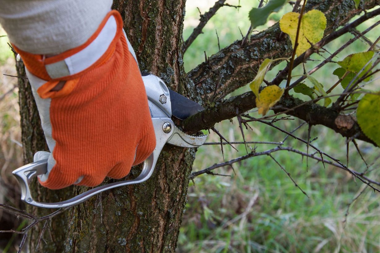 Eden Tree Service