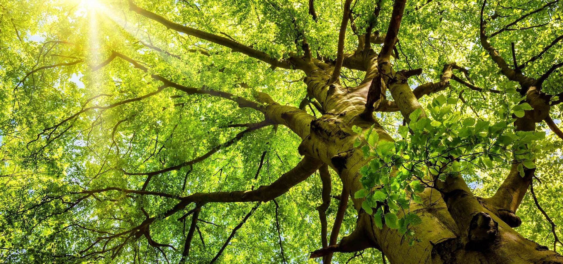 Eden Tree Service