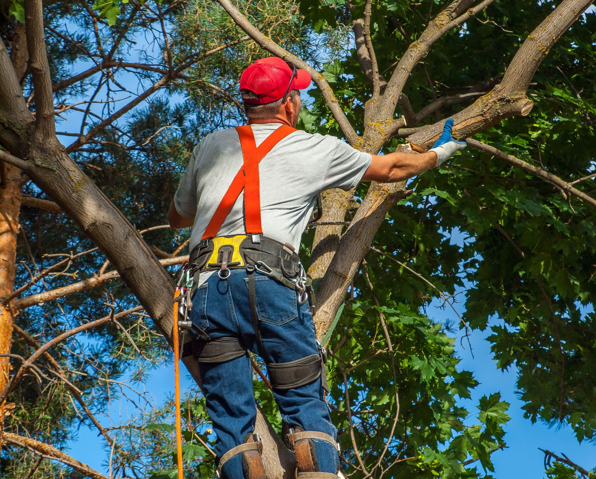 tree cutting service