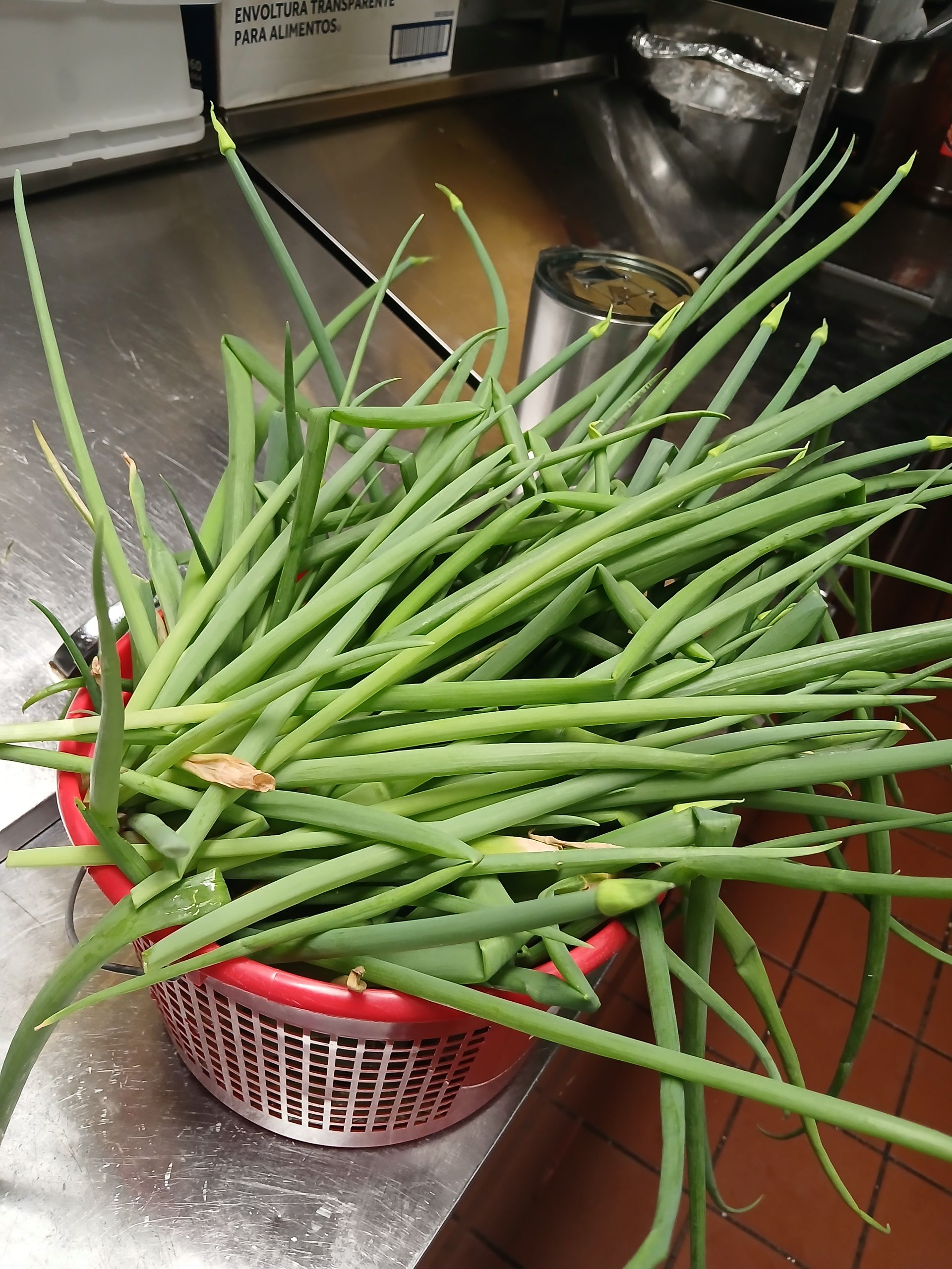 A bunch of green onions in a basket on a counter