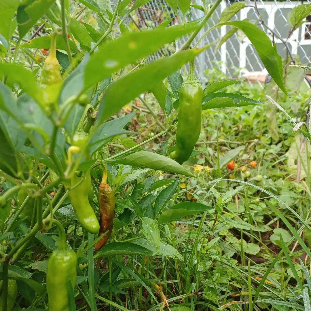 A bunch of green peppers growing on a plant in a garden.