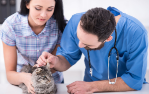 Cat check-up