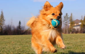 Playing dog