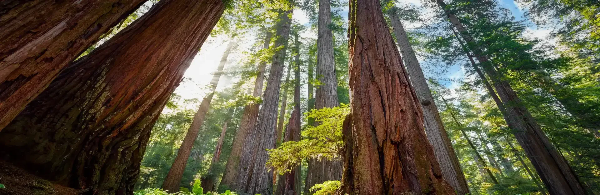 Redwood trees towering in a sunlit forest, viewed from below with green canopy above.