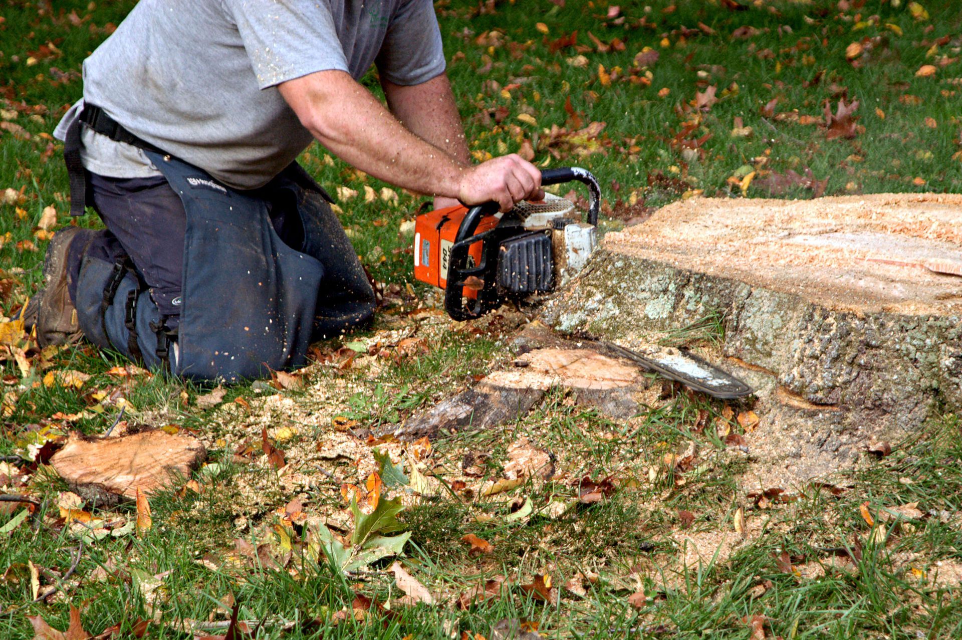 tree removal