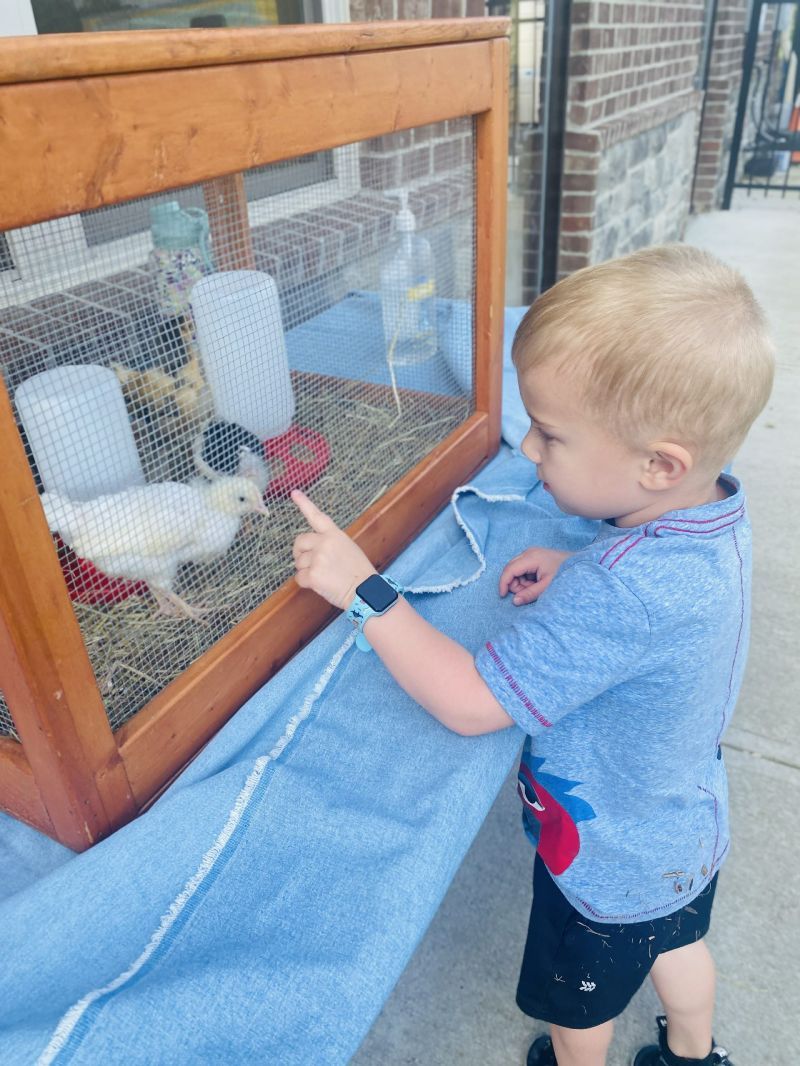 A little boy is pointing at a chicken in a cage.