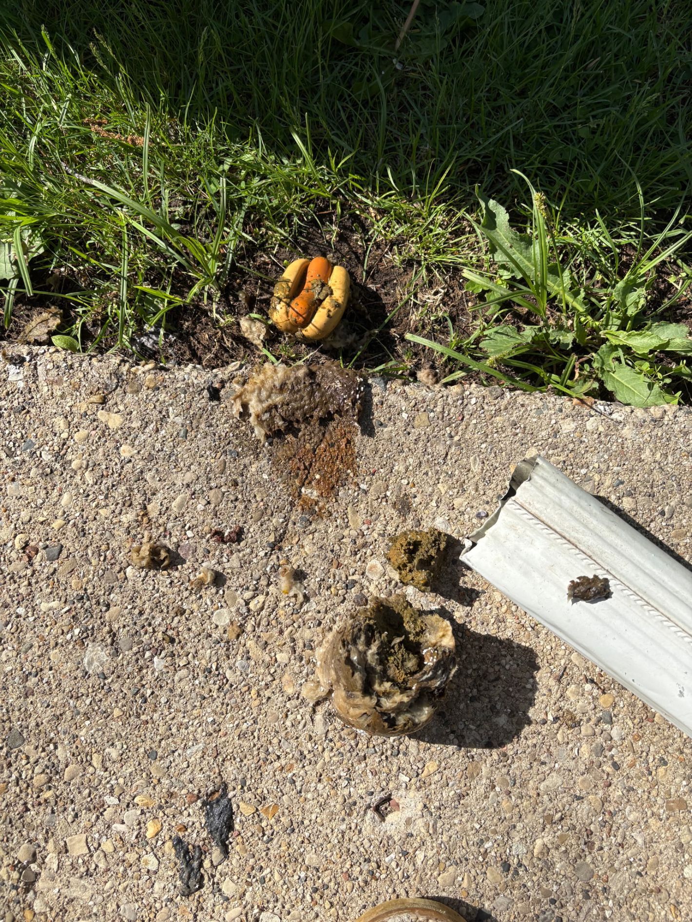 Two small mushrooms at the edge of a gravel path beside grass and a white curb strip.