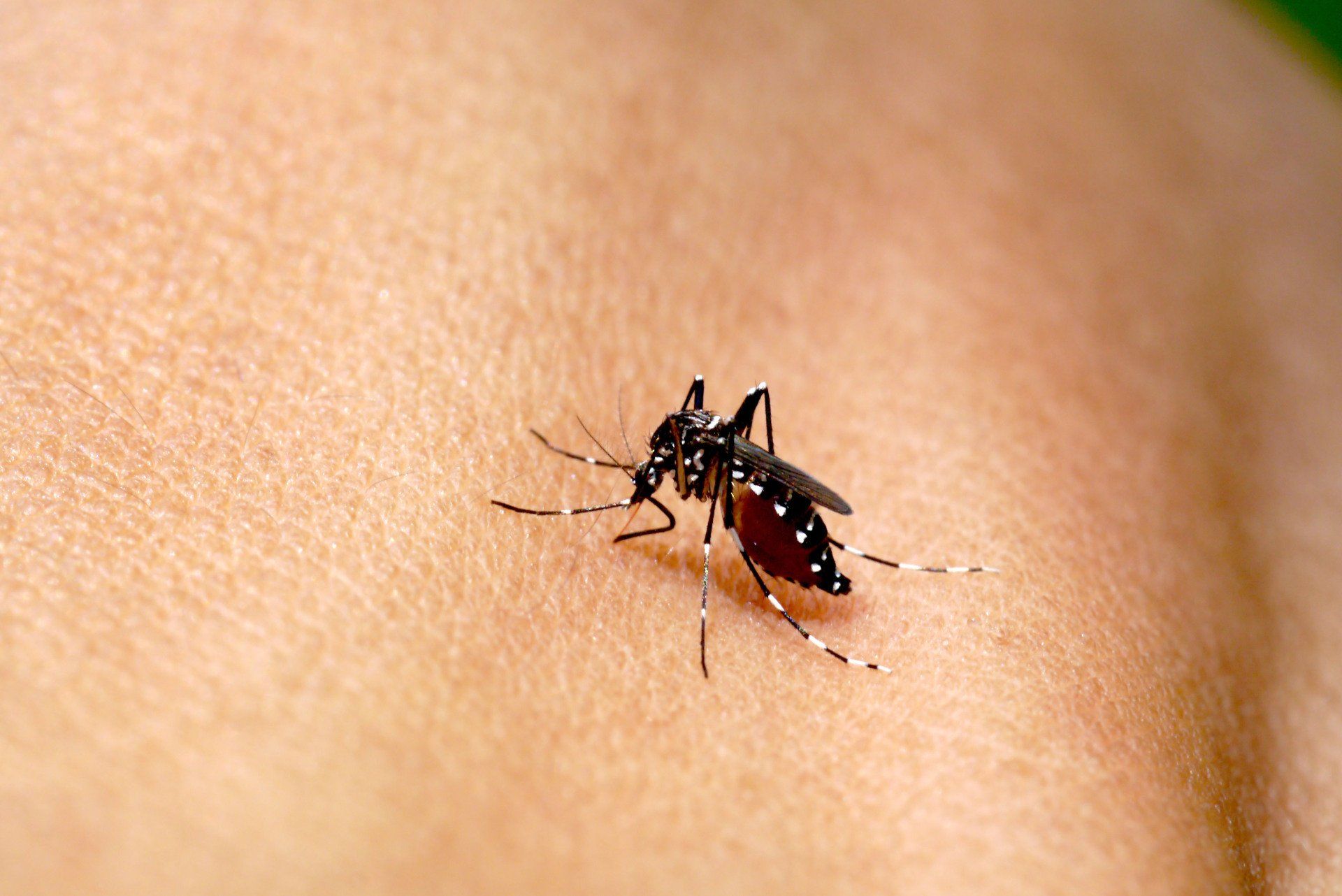 Mosquito