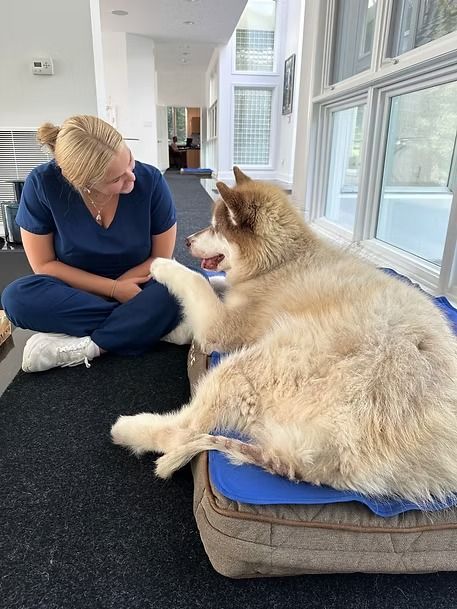 Person sitting on the floor with a fluffy dog in a bright sunroom, touching paws on a blue cushion