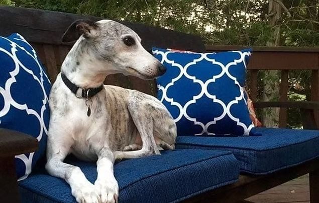 Grayhound on a blue outdoor couch with patterned blue pillows, looking left.