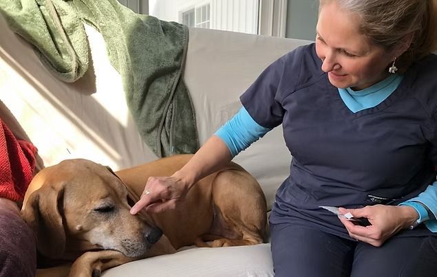 Woman petting a sleeping brown dog on a couch, with a green blanket nearby.