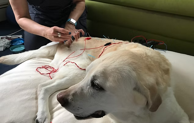 Large white dog lying on a couch while a person applies acupuncture needles to its back