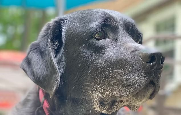 Black dog in a red collar looking to the right outdoors against a blurred background