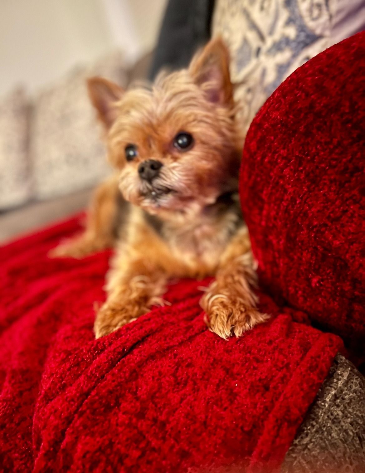 Small brown dog resting on a red blanket on a couch, looking at the camera.