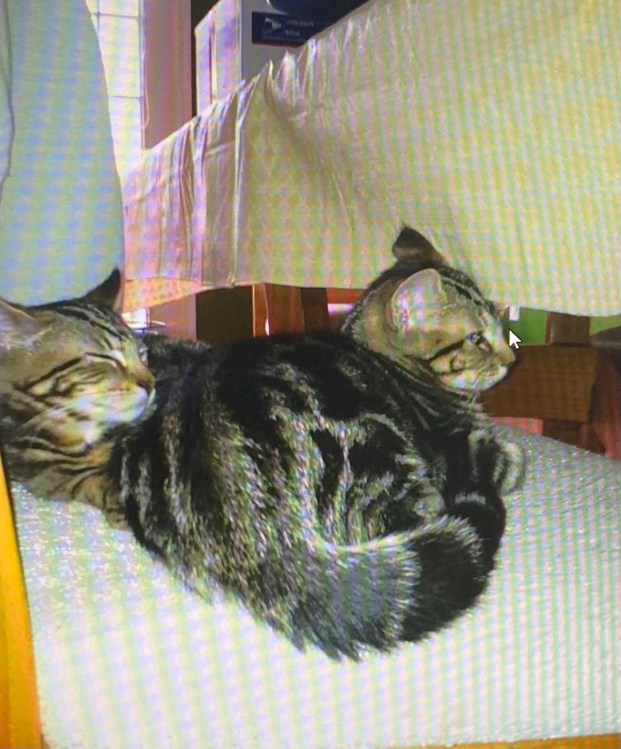 Two tabby cats curled up asleep on a cushion by a window