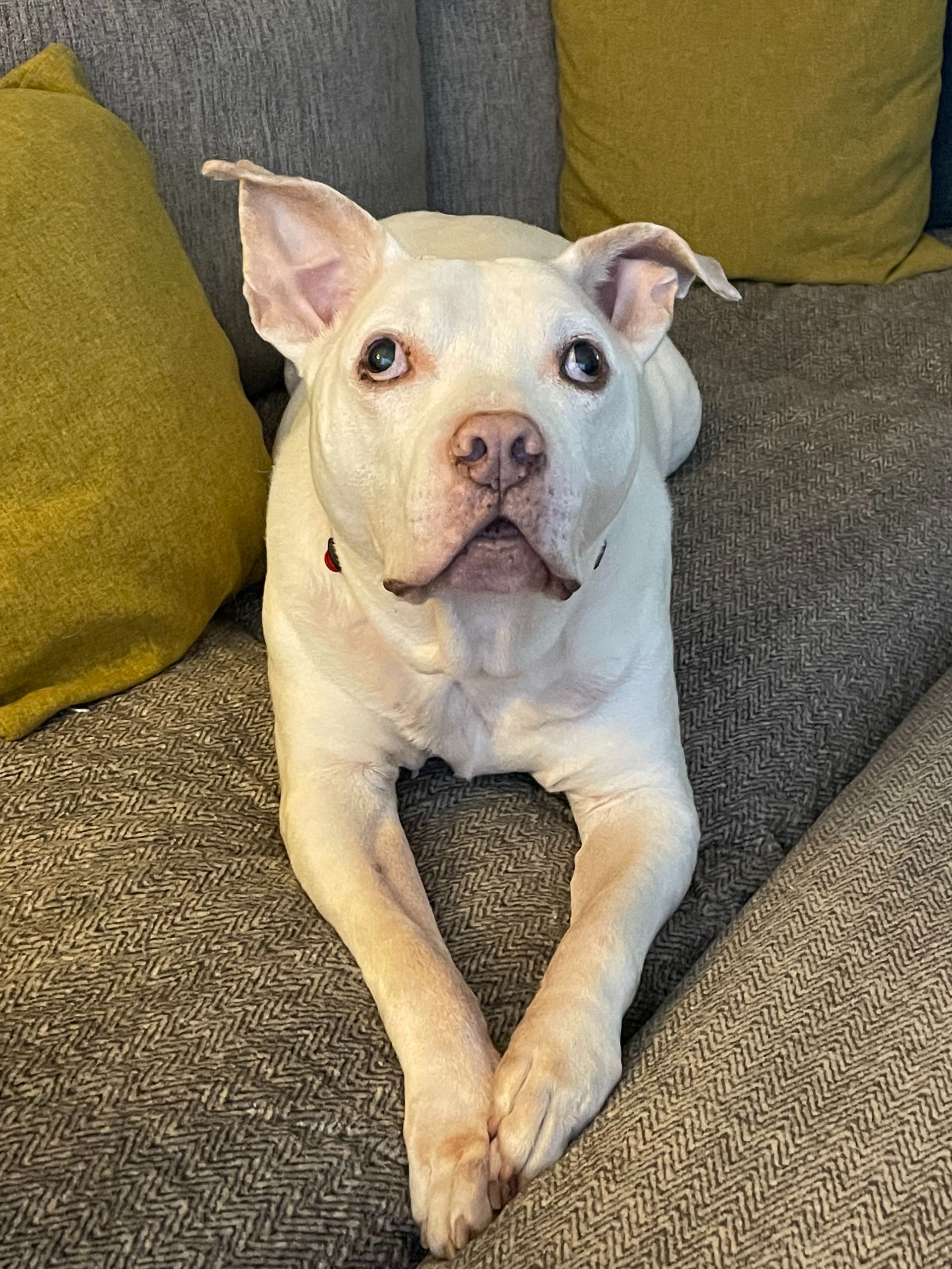 White dog sitting on a couch with mustard and gray cushions, looking alert at the camera.