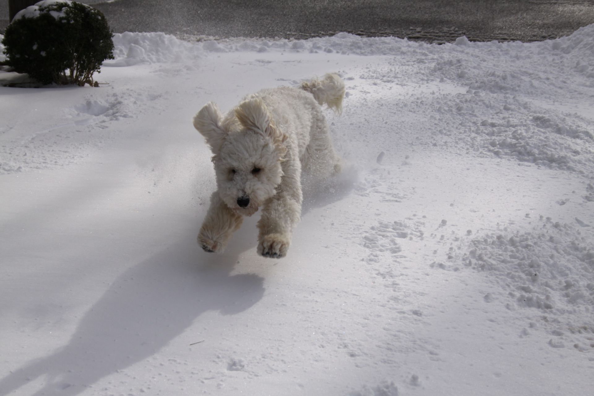 White dog running across a snowy yard toward the camera