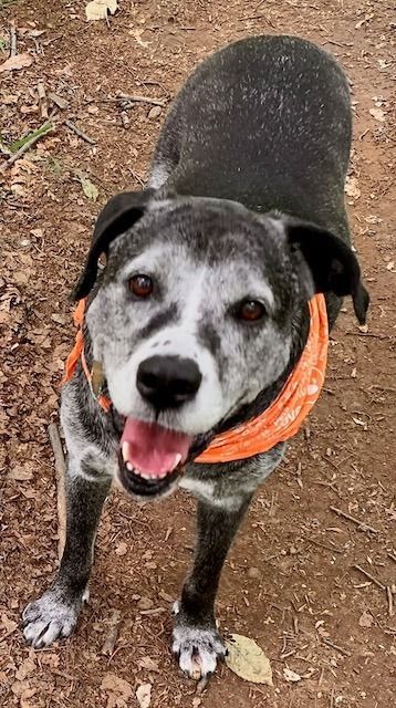 Black-and-white dog wearing an orange bandana standing on dirt, looking up and panting