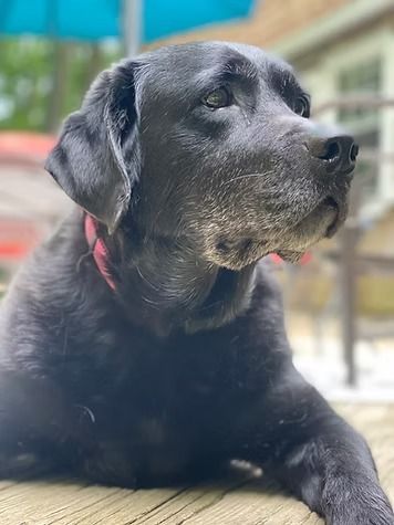 Black Labrador retriever lying down outdoors, wearing a red collar and looking to the side.