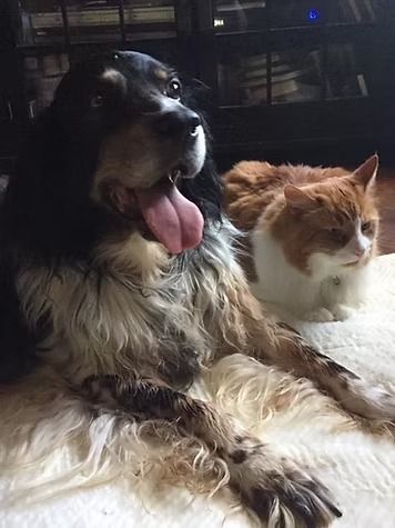 Black-and-white dog with tongue out beside an orange-and-white cat on a fluffy rug