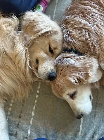 Two golden retrievers curled together on a couch, resting with eyes closed.