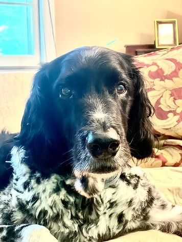 Black-and-white dog resting on a couch in a sunlit room