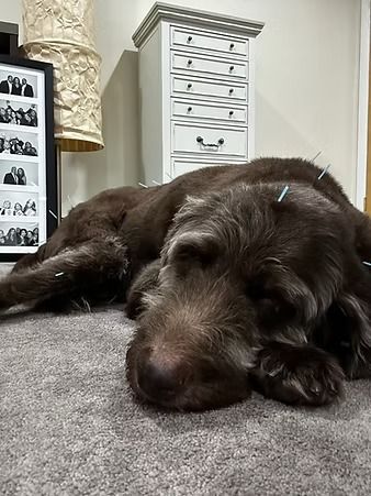Brown dog sleeping on a gray couch in a cozy room