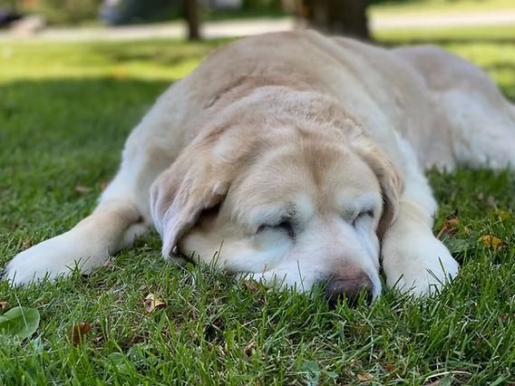 Sleeping yellow Labrador on green grass outdoors