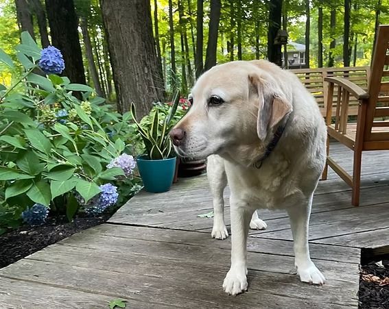 Yellow Labrador on a wooden deck beside potted flowers in a wooded backyard
