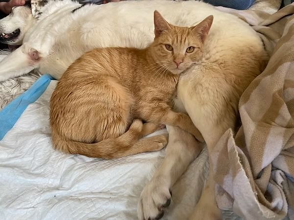 Orange cat curled beside cream cat and white dog resting together on a blanket