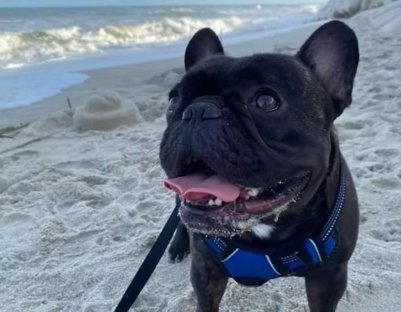 Black French bulldog wearing a blue harness on a sandy beach with ocean waves in the background