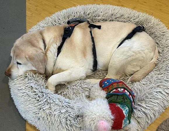 Sleeping cream-colored dog curled in a fluffy gray bed, wearing a black harness, with a colorful toy nearby