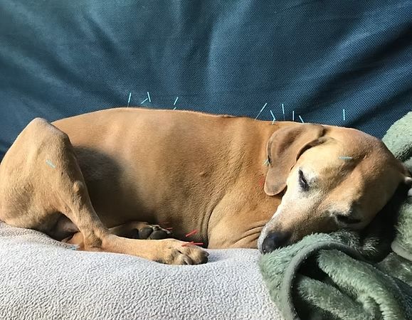 Tan dog sleeping curled on a gray blanket with a green pillow on a blue couch