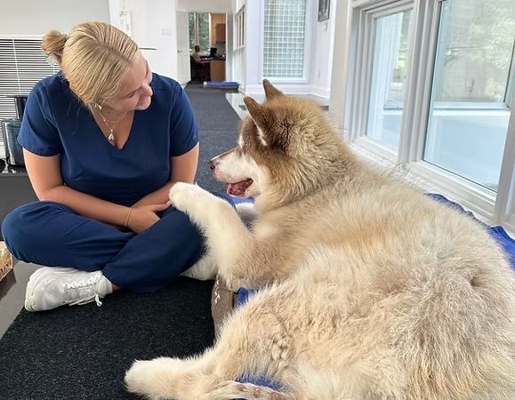Woman in blue scrubs sits on the floor with a fluffy dog by bright windows, gently holding its paw.
