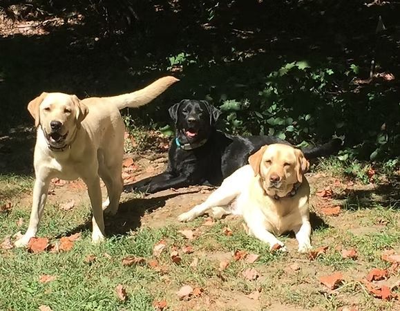 Three dogs resting on grass in dappled sunlight, two yellow labs and one black lab.