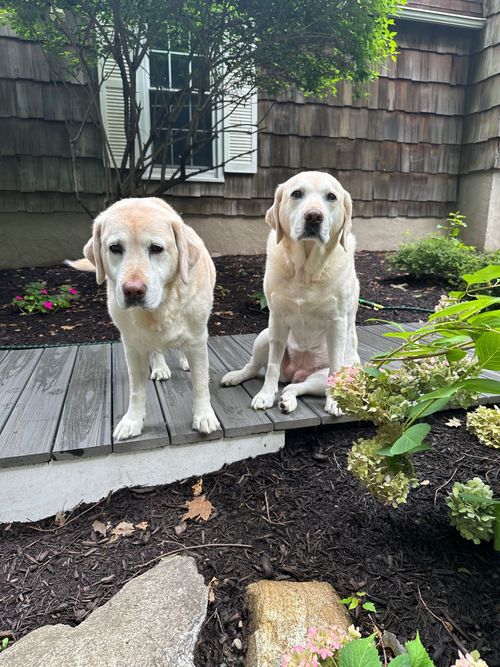 Two light-colored dogs sitting on a wooden deck in a garden.