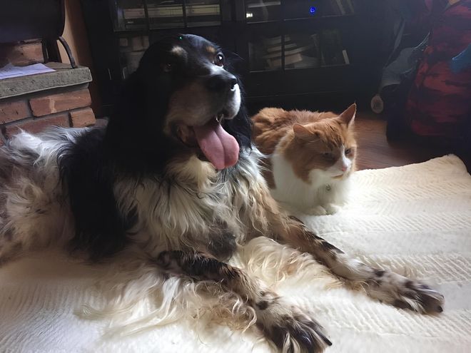 Two dogs lying on a bed, one black and white with its tongue out, one orange and white resting beside it.