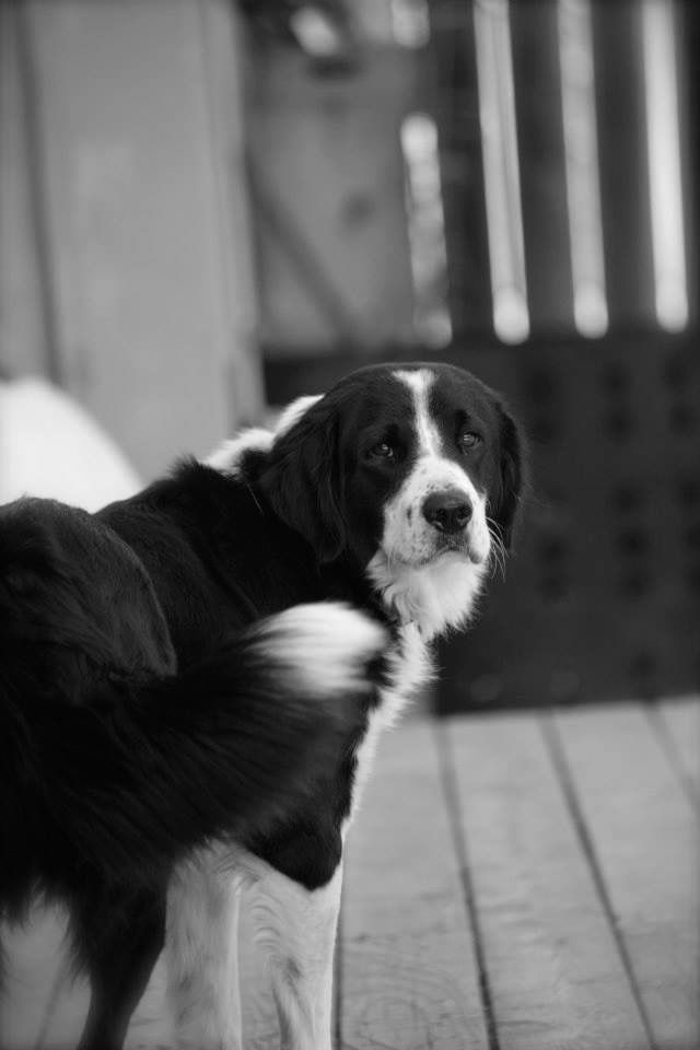 Black-and-white dog standing on a wooden porch, looking back toward the camera.